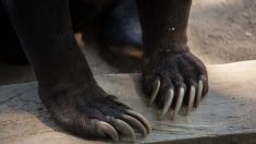 Un ours aux doigts amputés, sans poils à cause du stress, cesse de souffrir lorsqu’il est sauvé d’un cirque – assistez à sa bienheureuse libération