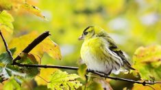 En 50 ans, l’Amérique du Nord a perdu trois milliards d’oiseaux