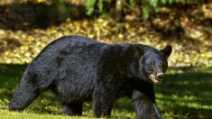 Un homme a failli être noyé par un ours noir dans les marécages d’un lac au Canada, mais c’était avant qu’un chien ne vienne l’aider