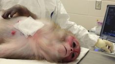 Des singes qui ont reçu des implants génétiques meurent au cours d’expériences menées par des scientifiques chinois