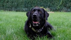 Limoges : au cœur du lotissement de Couzeix, un chien tué d’une balle