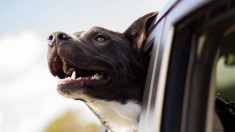 Un chien policier meurt parce qu’il est resté enfermé dans une voiture au soleil et sans aération