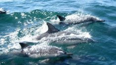 Corse : un banc de dauphins interrompt le championnat de France de jet ski