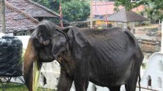 L’éléphant âgé émacié, dont les photos étaient devenues virales il y a 1 mois, est mort