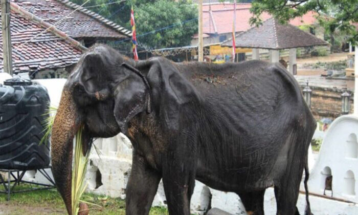 Les défenseurs des droits des animaux ont appelé les touristes sri-lankais à boycotter les attractions d'éléphants après que des photos d'une éléphante sous-alimentée  présentée dans un festival soient diffusées en ligne.
