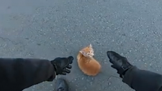 Vidéo : un motard sauve un chaton paralysé par la peur sur une autoroute