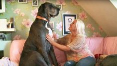 Un Danois de plus de 2 mètres de haut, nommé Freddy établit le record Guinness du «plus grand chien du monde»