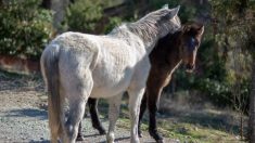 400 chevaux sont sauvés de l’horreur dans un champ – ils étaient en état de malnutrition et à l’agonie
