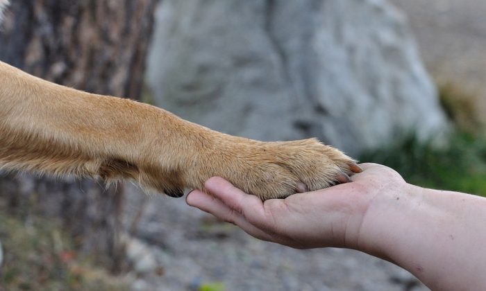Stock image de la patte d'un chien sur la paume d'une personne. (Pezibear / Pixabay)