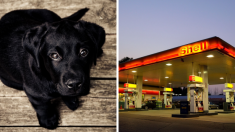 « Negrita » : de chienne errante à meilleure employée d’une station-service mexicaine