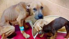 2 chiens maltraités deviennent inséparables au refuge – ils trouvent alors une famille pour les adopter tous les deux ensemble