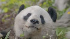 La femelle panda du zoo de Berlin a donné naissance à des jumeaux