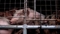 Taïwan met en œuvre des mesures urgentes suite à l’épidémie de peste porcine africaine aux Philippines