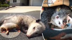 Une mère opossum a été retrouvée morte sur une route, son corps protégeant ses 9 petits