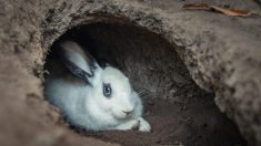 Un terrier de lapin dans le champ d’un fermier mène à un mystérieux réseau de cavernes