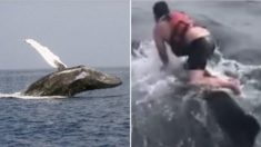 Un pêcheur risque tout en sautant sur une baleine à bosse pour la libérer d’un filet