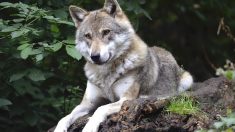 Loups : 90 loups ont déjà été abattus en 2019, le plafond est relevé à 100