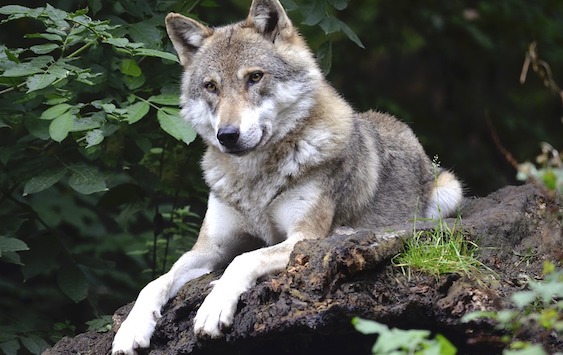 Le loup, une espèce protégée.(Photo d'illustration : Pixabay).