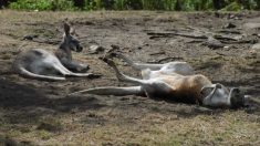 Un adolescent australien fait exprès de tuer 20 kangourous les uns après les autres en les frappant avec sa camionnette