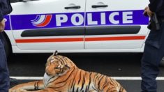 Le Mans : les riverains aperçoivent un tigre dans les rues et préviennent la police
