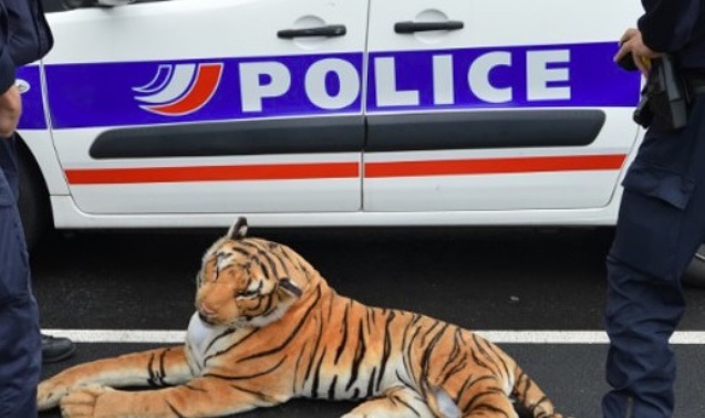 Le fameux tigre après sa capture par les policiers du commissariat du Mans. Crédit : Police nationale de la Sarthe. 