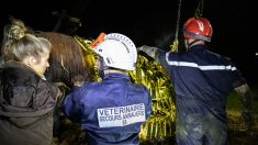 Vosges : un cheval enlisé dans une mare boueuse est sauvé par les sapeurs-pompiers après 3 heures de lutte