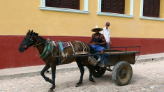En réponse à sa crise du carburant, Cuba a recours aux chevaux et aux bœufs
