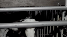 Maltraitance animale : l’association L214 alerte sur les violences faites sur des veaux dans la filière laitière en France