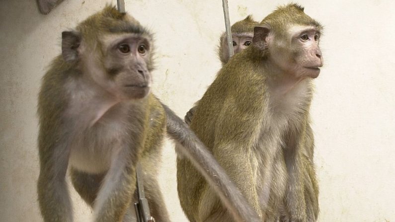 Image d'illustration : des macaques dans un laboratoire  (Understanding Animal Research | Flickr)