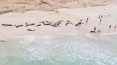 Mystérieux échouement de plus de 100  dauphins sur une plage du Cap Vert