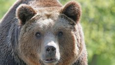 Un ours de cirque russe mutile son dresseur, terrifiant la foule