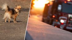 Un chihuahua héroïque meurt en tentant de sauver ses maîtres d’un camping-car en flammes