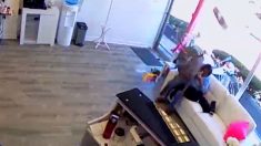 Un cerf fracasse la vitrine d’un salon de coiffure à Long Island, faisant des ravages sur les coupes de cheveux