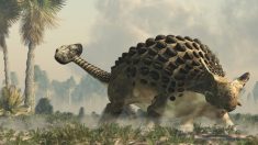 Le «dinosaure momifié» le mieux conservé au monde pesait 1400kg lorsqu’il était vivant et pèse 1100kg après des siècles