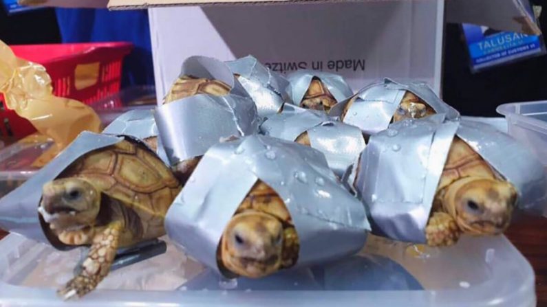 Les tortues appartenaient à quatre espèces différentes, dont trois sont classées comme vulnérables. (Bureau of Customs Naiai/Facebook via CNN) 