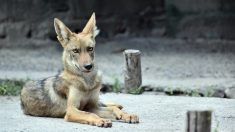 Pancho, un coyote qui a été confondu avec un chien et qui s’est battu pour survivre, est mort