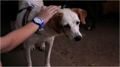 Le merveilleux sauvetage d’un chien qui a attendu son propriétaire décédé pendant des jours sur la voie ferrée
