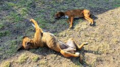 Plus de 40 animaux de compagnie sont morts au cours des 3 derniers mois dans une ville d’Argentine, on suspecte un empoisonnement