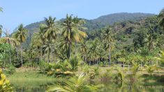 12 000 tonnes d’écorces d’orange ont créé une forêt luxuriante au Costa Rica