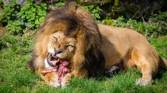 Un électricien vient recouvrer une dette: son client lâche son lion pour ne pas le payer – il est blessé