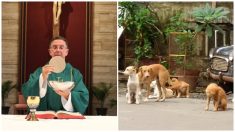 Un prêtre brésilien laisse les chiens errants assister à la messe, les nourrit, les soigne et cherche un foyer pour eux