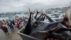 Pêche illégale: l’UE met en garde l’Equateur