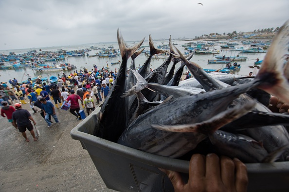 -La coopérative de production de la pêche artisanale de Santa Rosa de Salinas à Santa Rosa de Salinas, le 26 octobre 2018. La coopérative est une usine de prétraitement où le poisson arrive et est négocié en gros et mis dans le circuit pour la vente au détail. Photo de Camilo Pareja / AFP / Getty Images.
