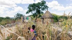 Au Zimbabwe, la sécheresse fait peser la menace de la famine