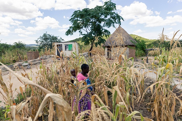 -Nyamukondiwa inspecte son champ de maïs présentant un retard de croissance le 13 mars 2019 dans la zone rurale de Mutoko au Zimbabwe. L’est du Zimbabwe reçoit une aide pour lutter contre la faim provoquée par la sécheresse. Ils ont reçu des dons en espèces et des bouillies pour enfants donnés par le Programme alimentaire mondial (PAM). Photo de Jekesai NJIKIZANA / AFP / Getty Images.