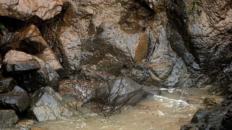 Un éléphant retrouvé mort au pied d'une chute d'eau, suite à une chute dans le parc national de Khao Yai, au centre de la Thaïlande. (Panupong Changchai/Thai News Pix/AFP via Getty Images)