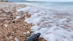 Le voyage périlleux des tortues de mer nées sur les côtes grecques
