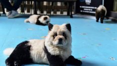 Chine: un café à animaux fustigé pour ses « chiens pandas »