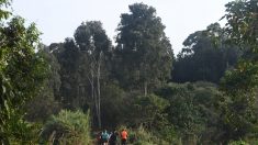 Le no man’s land devenu écrin de verdure: à Nairobi, la forêt de Karura renaît