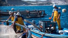 L’aquaculture, seul horizon des petits pêcheurs marocains en Méditerranée